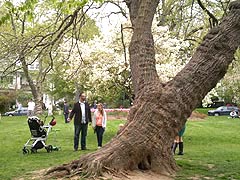 [photo, Sherwood Gardens, Guilford, Baltimore, Maryland]