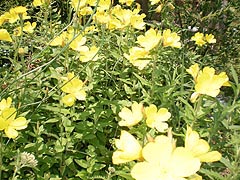  [photo, Common Evening Primrose (Oenothera biennis L.), Glen Burnie, Maryland]