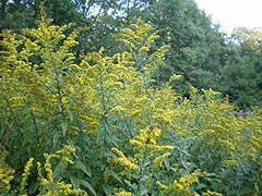  [photo, Goldenrod, Glen Burnie, Maryland]