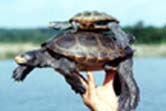 [photo, Diamondback Terrapins, female atop male]