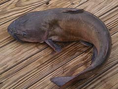 [photo, Catfish, Accokeek, Maryland]