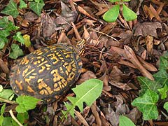 [photo, Eastern Box Turtle (Terrapene c. carolina), Glen Burnie, Maryland]