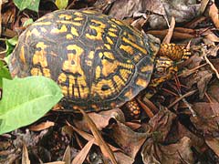 [photo, Eastern Box Turtle (Terrapene c. carolina), Glen Burnie, Maryland]